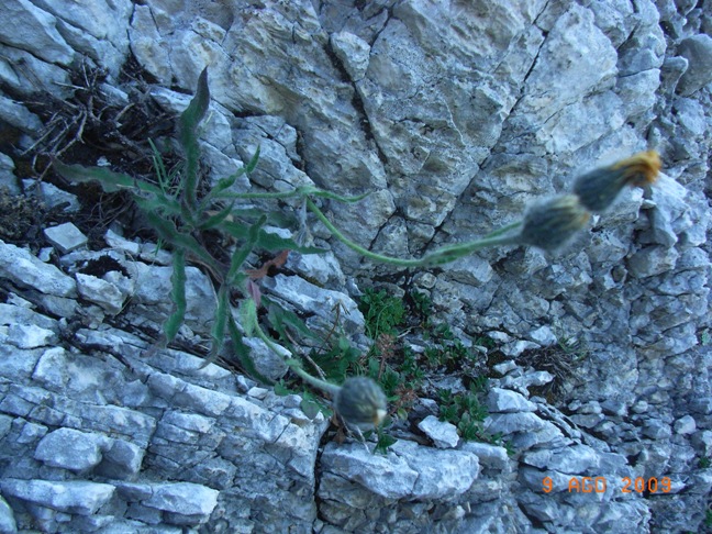 Monte Miletto6 - Hieracium sp.